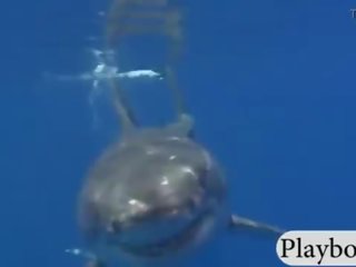 Charming hotties swam with shark in the cage and snowboarding